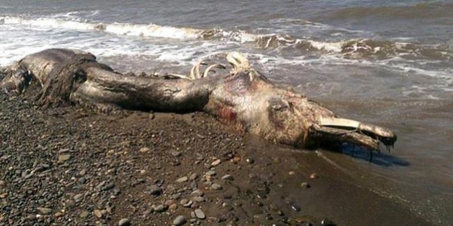 This Bizarre Sea Creature Just Washed Up On The Shores Of Russia