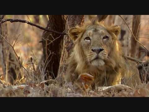 The Last Lions of India | DocumentaryTube