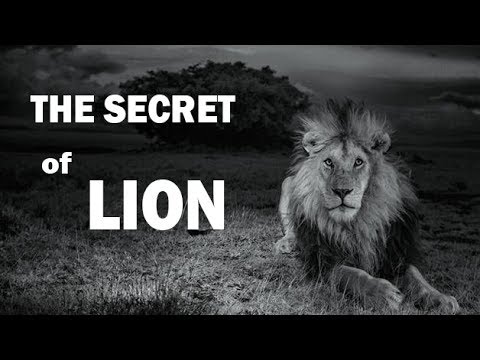 National Geographic Lion Documentarytube National Geographic Lion Documentarytube