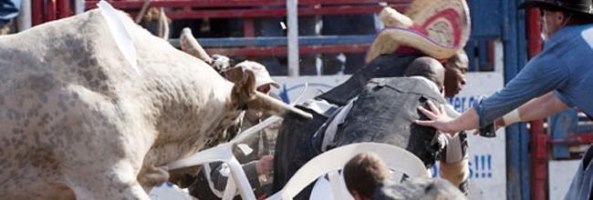 Bull Violently Busts Up Poker Game Bull Violently Busts Up Poker Game